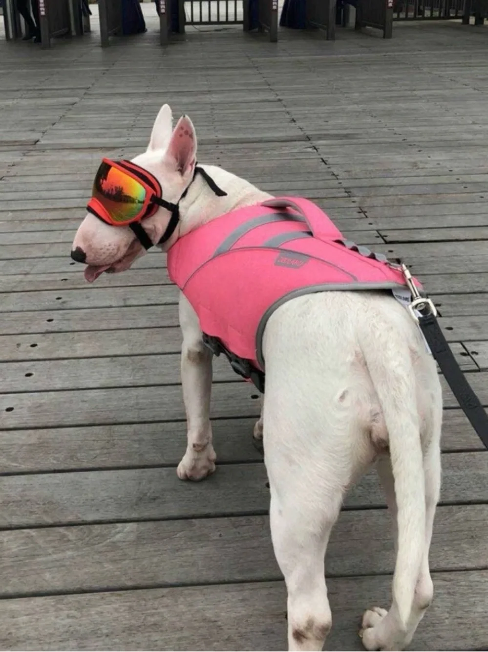 N/A zooland wave